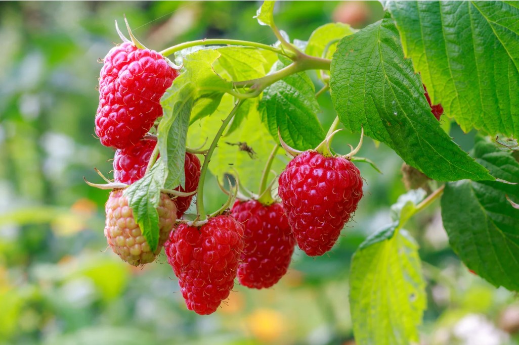 Raspberries